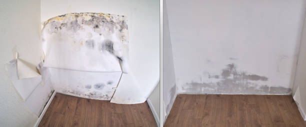 Best Toxic Mold Removal  in Clearfield, UT